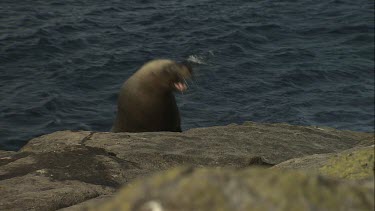 Australian Sea Lion climbing out of the water