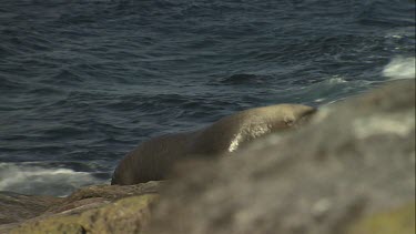 Australian Sea Lion bull going to a cow