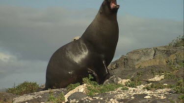 Australian Sea Lion bull waddling on shore