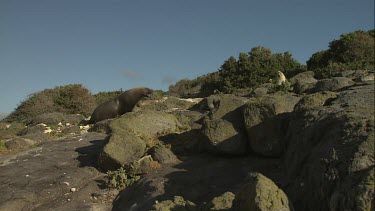 Australian Sea Lion bull waddling on shore