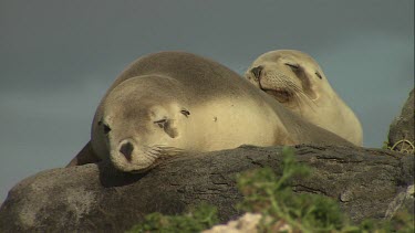 Australian Sea Lion cows lying on shore