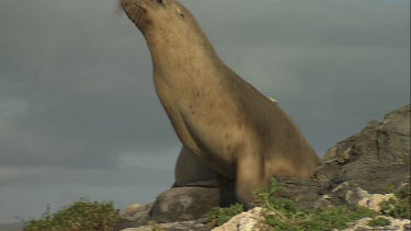 Australian Sea Lions on shore