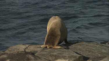 Australian Sea Lion sliding into the water