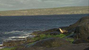 Australian Sea Lion waddling on the rocks