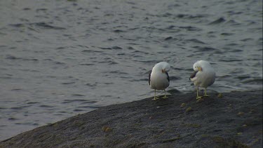 Pair of Pacific Gulls perched on a rock