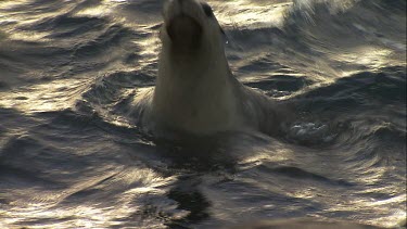 Australian Sea Lion swimming at the surface