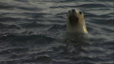 Australian Sea Lion swimming at the surface