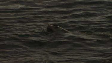 Australian Sea Lion swimming at the surface