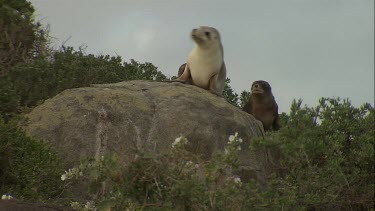 Australian Sea Lion and pup sitting on a rock