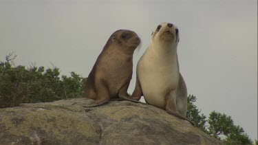 Australian Sea Lion and pup sitting on a rock