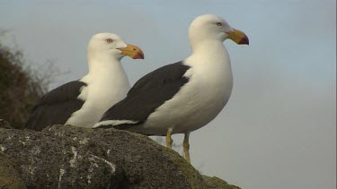 Close up of Pacific Gulls on a rock