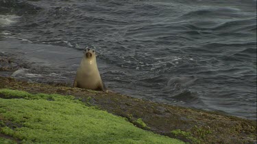 Australian Sea Lion sitting in water by algae-covered rocks