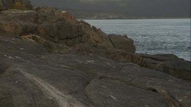 Australian Sea Lion waddling up the rocks