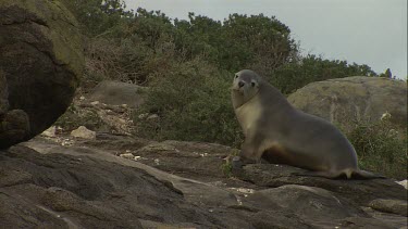 Australian Sea Lion waddling on shore