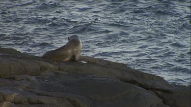 Australian Sea Lion and Gulls on a rock