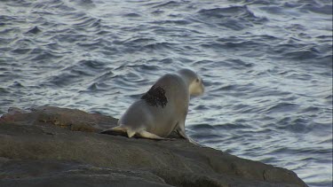 Australian Sea Lion waddling on rocky shore