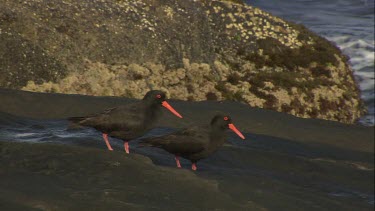 Pair of Sooty Oystercatchers on a rock