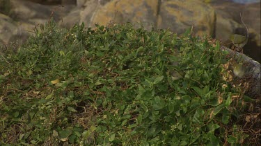 Flock of Silvereye birds in the grass