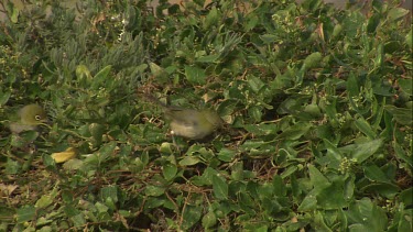 Flock of Silvereye birds in the grass