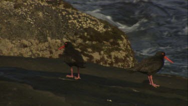 Pair of Sooty Oystercatchers on a rock