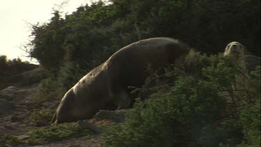 Australian Sea Lion bull and cow on shore