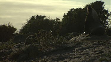 Australian Sea Lion pup on shore at dusk