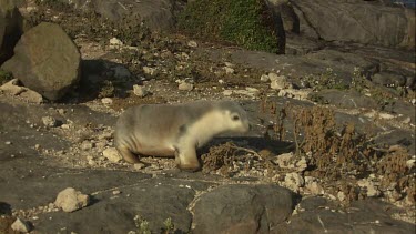 Australian Sea Lion waddling on shore