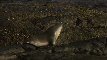 Australian Sea Lion on shore