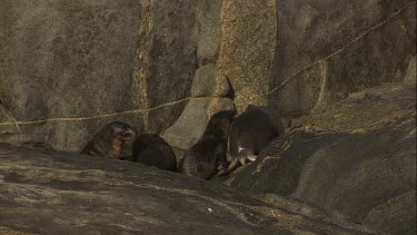 Australian Sea Lion pups waddling towards the water