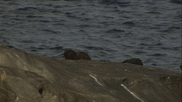 Australian Sea Lion pups waddling at the water's edge