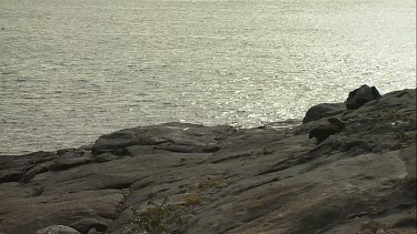 Pair of Australian Sea Lion pups waddling on shore