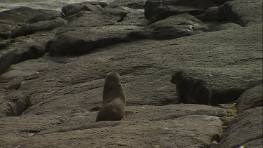 Pair of Australian Sea Lion pups waddling on shore