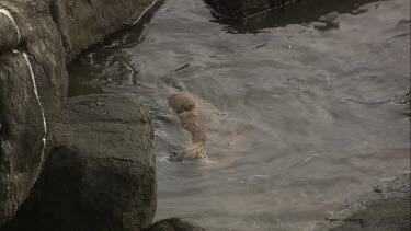 Pair of Australian Sea Lion pups in the shallows