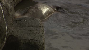 Australian Sea Lion pup in the shallows