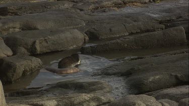 Pair of Australian Sea Lion pups exploring a rock pool