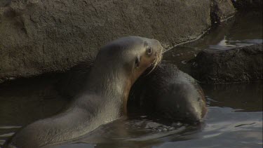 Pair of Australian Sea Lion pups exploring a rock pool