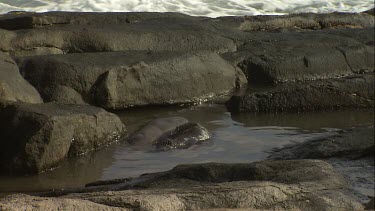 Pair of Australian Sea Lion pups exploring a rock pool