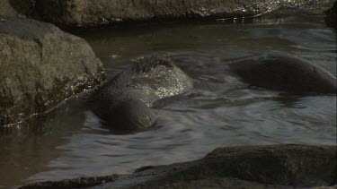 Pair of Australian Sea Lion pups exploring a rock pool