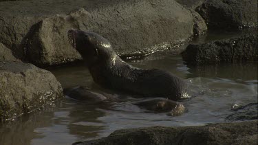Pair of Australian Sea Lion pups exploring a rock pool