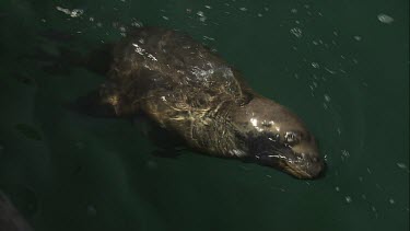 Australian Sea Lion swimming in clear water