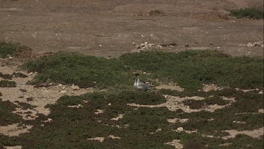 Caspian Tern in flight along the coast