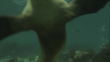 Australian Sea Lion swimming by a piece of plastic underwater