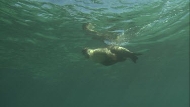 Australian Sea Lions swimming by a piece of plastic underwater