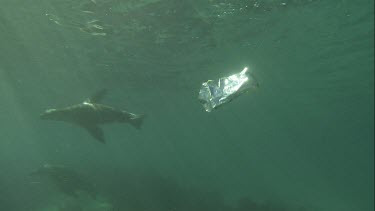 Australian Sea Lion trying to eat a foil bag underwater