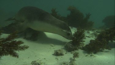 Close up of Australian Sea Lion swimming underwater