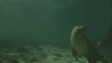 Australian Sea Lions swimming underwater