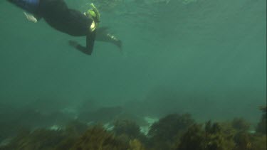 Australian Sea Lions swimming underwater with snorkeler