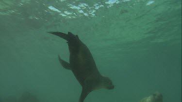 Australian Sea Lions swimming underwater