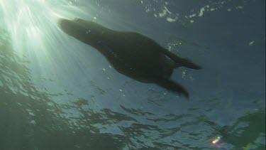 Silhouette of Australian Sea Lion swimming underwater