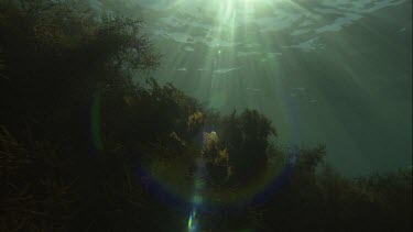 Sunlight on a Kelp forest underwater
